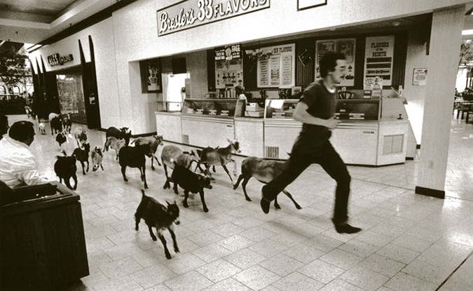 Goats run past an ice cream store as they are loaded up at the end of a petting zoo, West Burlington, IA